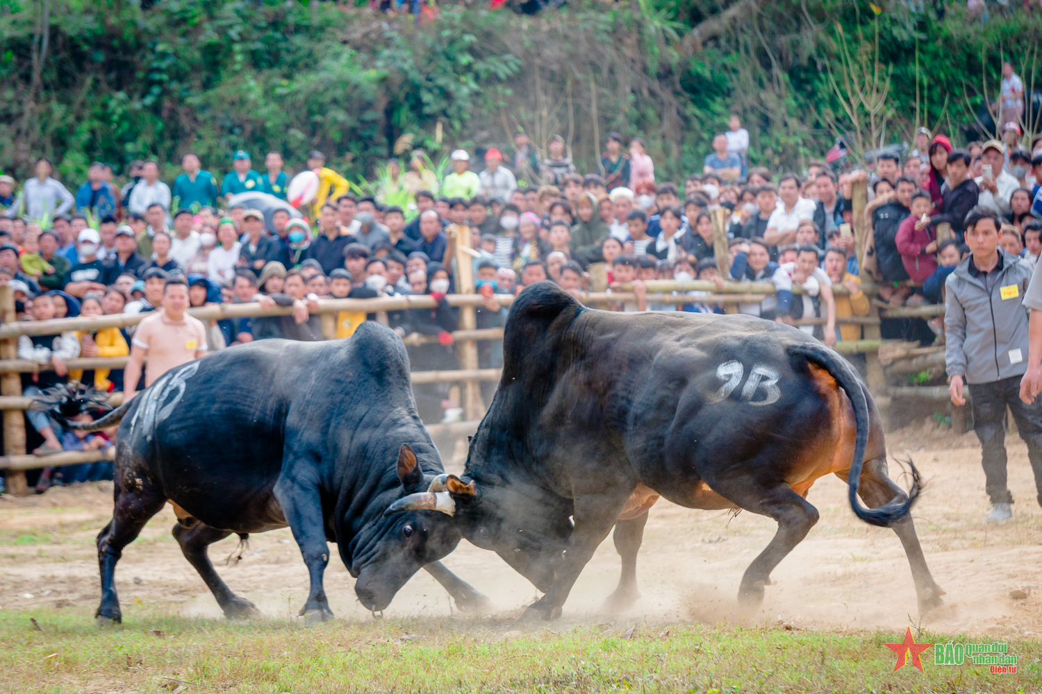 Đặc sắc lễ hội chọi bò ở huyện vùng cao Bảo Lâm (Cao Bằng)